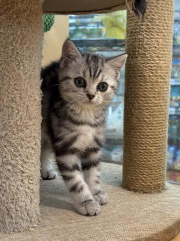 アメリカンショートヘアー