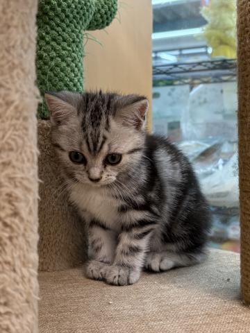 アメリカンショートヘアー