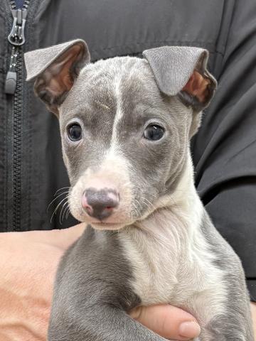 イタリアングレーハウンド