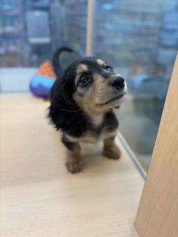 ミニチュアダックスフンド