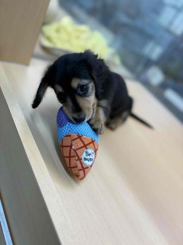 ミニチュアダックスフンド