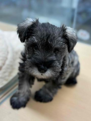 ミニチュアシュナウザー