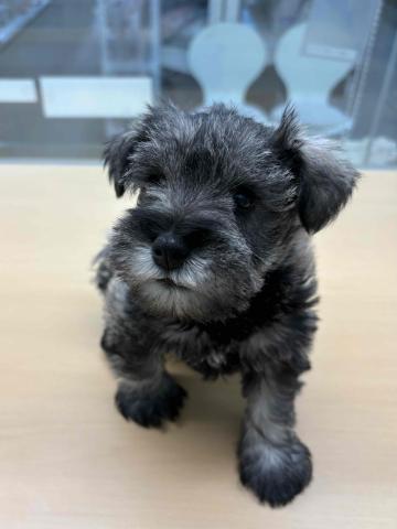 ミニチュアシュナウザー