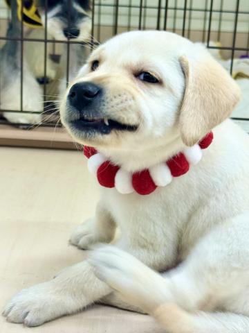 新潟県のラブラドールレトリーバー (ペットアミ 柏崎店/2025年10月4日生まれ/男の子/クリーム)の子犬の3枚目の画像