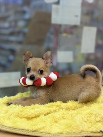 新潟県のポメチワ/チワポメ/ポメチー(ポメラニアン×チワワ) (ペットアミ 柏崎店/2025年8月31日生まれ/男の子/フォーン)の子犬の3枚目の画像