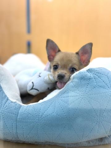 新潟県のポメチワ/チワポメ/ポメチー(ポメラニアン×チワワ) (ペットアミ 柏崎店/2025年8月31日生まれ/男の子/フォーン)の子犬の4枚目の画像