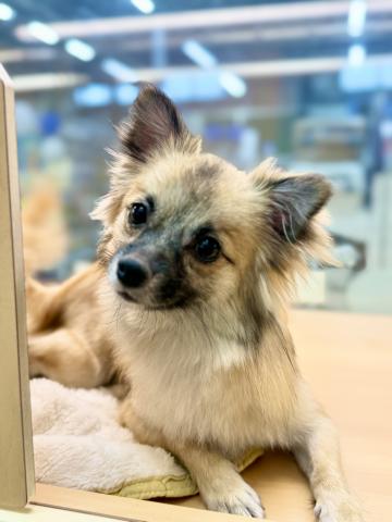 新潟県のペキポメ/ポメペキ(ペキニーズ×ポメラニアン) (ペットアミ 柏崎店/2025年2月8日生まれ/女の子/オレンジ)の子犬の3枚目の画像