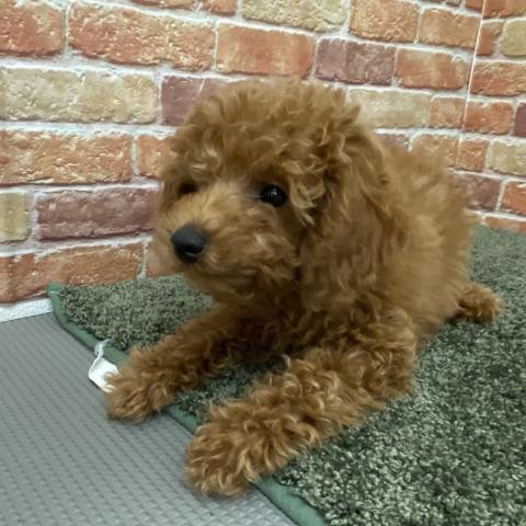 石川県のトイプードル(トイ) (ペットアミ 津幡店/2025年10月6日生まれ/男の子/レッド)の子犬の1枚目の画像
