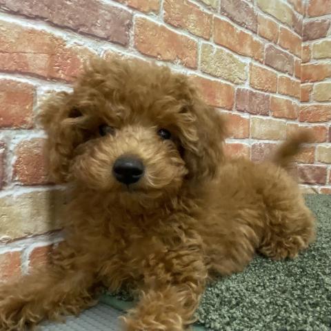 石川県のトイプードル(トイ) (ペットアミ 津幡店/2025年10月6日生まれ/男の子/レッド)の子犬の2枚目の画像