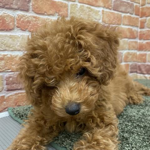 石川県のトイプードル(トイ) (ペットアミ 津幡店/2025年10月6日生まれ/男の子/レッド)の子犬の4枚目の画像