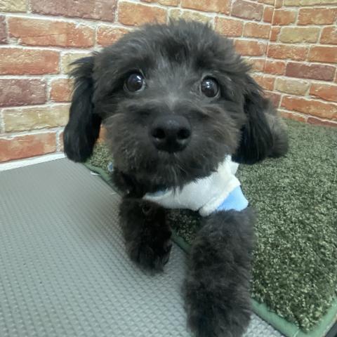 MIXチワワ×トイプードル