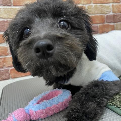 MIXチワワ×トイプードル