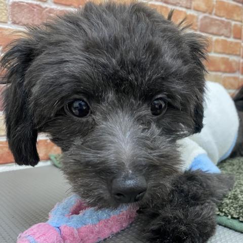 MIXチワワ×トイプードル