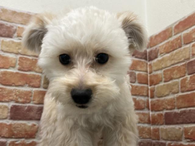 石川県のポメプー(ポメラニアン×プードル) (ペットアミ 津幡店/2025年5月23日生まれ/男の子/クリーム)の子犬の2枚目の画像