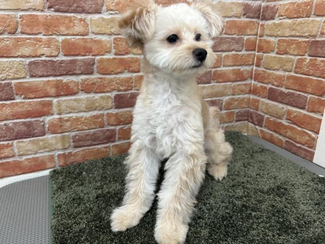 石川県のポメプー(ポメラニアン×プードル) (ペットアミ 津幡店/2025年5月23日生まれ/男の子/クリーム)の子犬の3枚目の画像