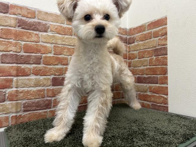 石川県のポメプー(ポメラニアン×プードル) (ペットアミ 津幡店/2025年5月23日生まれ/男の子/クリーム)の子犬の4枚目の画像