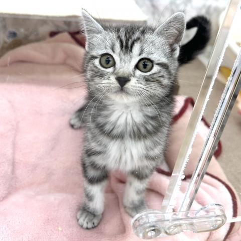 埼玉県のアメリカンショートヘアー (NICO PET 三郷店/2025年9月13日生まれ/男の子/シルバータビー)の子猫の1枚目の画像