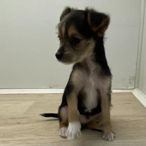 チワワ×ヨークシャテリア