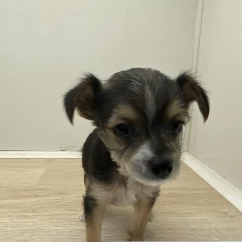 チワワ×ヨークシャテリア