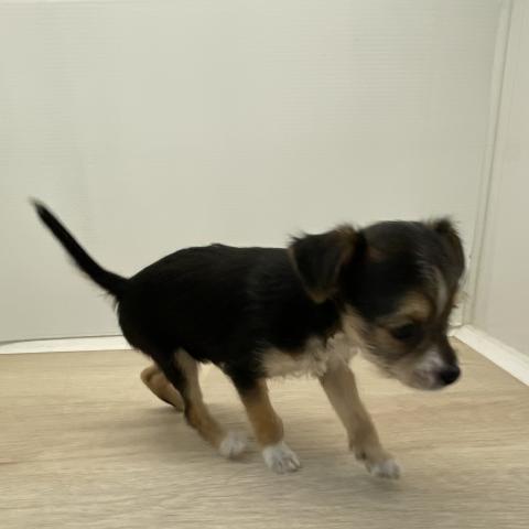 チワワ×ヨークシャテリア