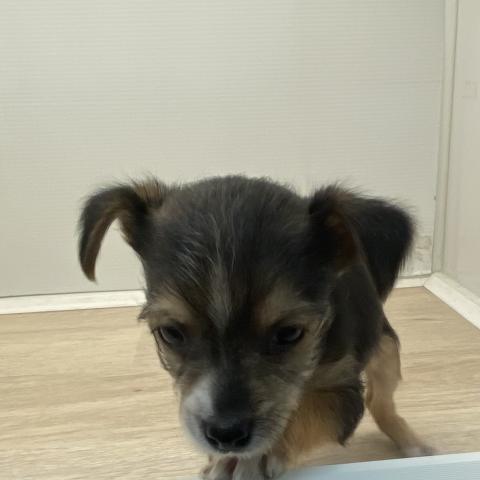 チワワ×ヨークシャテリア