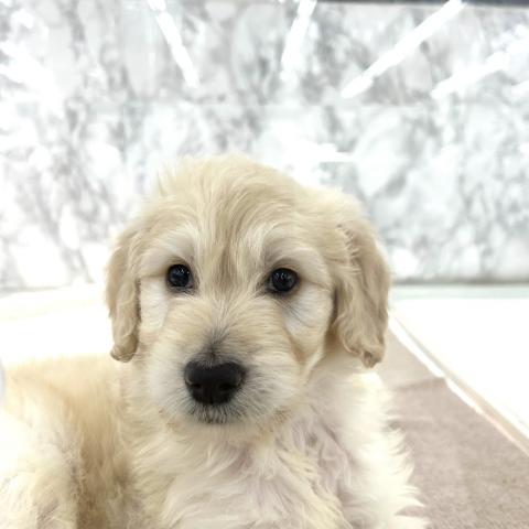 埼玉県のゴールデンドゥードゥル(ゴールデン×プードル) (NICO PET 三郷店/2025年9月21日生まれ/男の子/クリーム)の子犬の1枚目の画像
