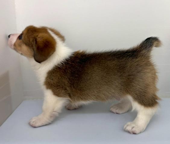 ウェルシュコーギーペンブローク