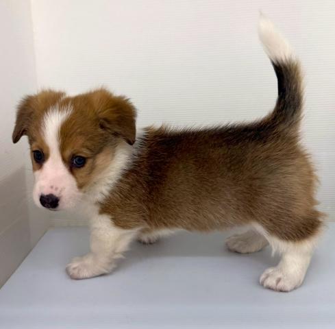 ウェルシュコーギーペンブローク