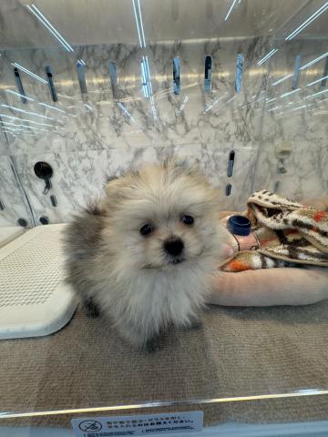 埼玉県のポメマル/マルポメ(ポメラニアン×マルチーズ) (NICO PET 三郷店/2025年8月31日生まれ/男の子/オレンジ)の子犬の2枚目の画像