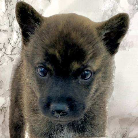 埼玉県の甲斐犬 (NICO PET 三郷店/2025年8月30日生まれ/男の子/中虎毛)の子犬の1枚目の画像