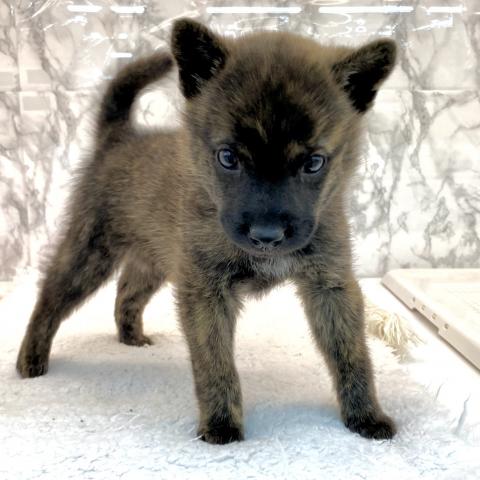 埼玉県の甲斐犬 (NICO PET 三郷店/2025年8月30日生まれ/男の子/中虎毛)の子犬の2枚目の画像