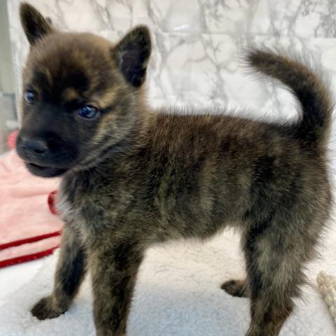 埼玉県の甲斐犬 (NICO PET 三郷店/2025年8月30日生まれ/男の子/中虎毛)の子犬の3枚目の画像