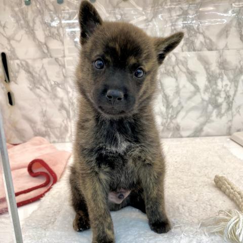 埼玉県の甲斐犬 (NICO PET 三郷店/2025年8月30日生まれ/男の子/中虎毛)の子犬の4枚目の画像