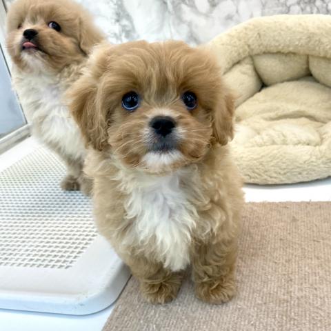 埼玉県のペキプー(ペキニーズ×プードル) (NICO PET 三郷店/2025年8月19日生まれ/女の子/レッドホワイト)の子犬の2枚目の画像