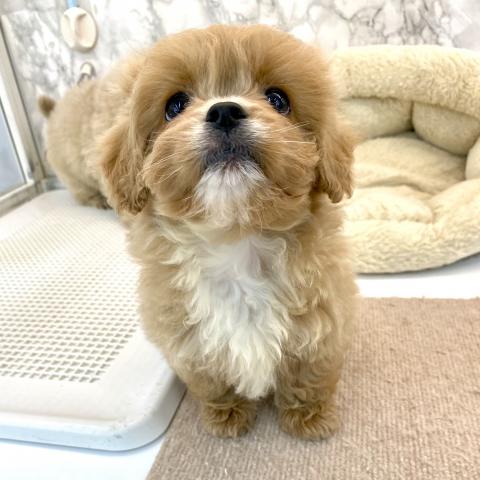 埼玉県のペキプー(ペキニーズ×プードル) (NICO PET 三郷店/2025年8月19日生まれ/女の子/レッドホワイト)の子犬の4枚目の画像