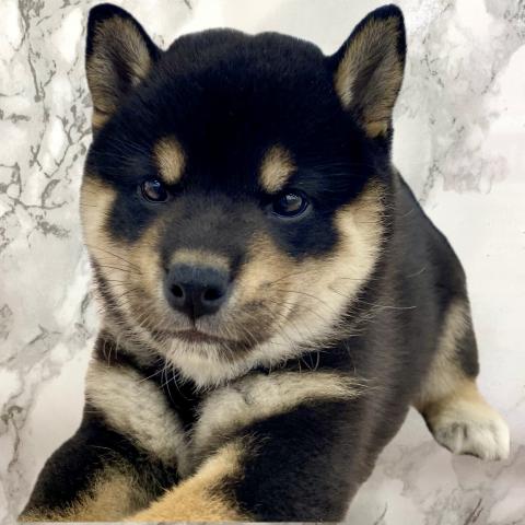 埼玉県の柴犬(標準サイズ) (NICO PET 三郷店/2025年8月16日生まれ/男の子/黒)の子犬の1枚目の画像