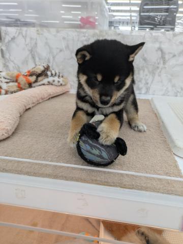 埼玉県の柴犬(標準サイズ) (NICO PET 三郷店/2025年8月16日生まれ/男の子/黒)の子犬の2枚目の画像