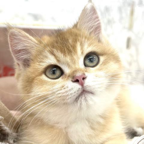 埼玉県のブリティッシュショートヘアー (NICO PET 三郷店/2025年6月30日生まれ/男の子/ゴールデン)の子猫の1枚目の画像