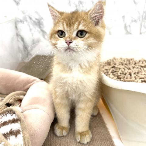 埼玉県のブリティッシュショートヘアー (NICO PET 三郷店/2025年6月30日生まれ/男の子/ゴールデン)の子猫の3枚目の画像