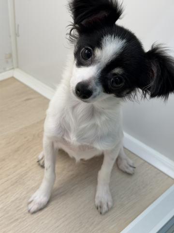 石川県のチワワ(ロング) (ペットアミ 津幡店/2025年6月20日生まれ/女の子/ホワイトブラック)の子犬の1枚目の画像