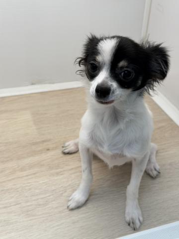 石川県のチワワ(ロング) (ペットアミ 津幡店/2025年6月20日生まれ/女の子/ホワイトブラック)の子犬の3枚目の画像