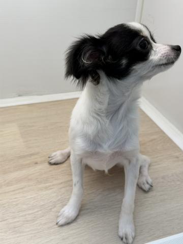 石川県のチワワ(ロング) (ペットアミ 津幡店/2025年6月20日生まれ/女の子/ホワイトブラック)の子犬の4枚目の画像