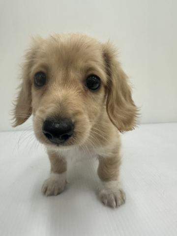 ミニチュアダックスフンド