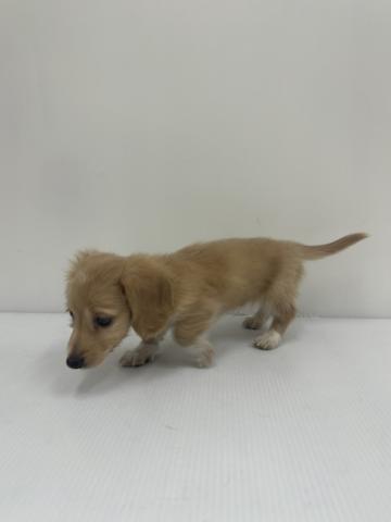 和歌山県のミニチュアダックスフンド(ロング) (ペットアミ 紀ノ川店/2025年10月17日生まれ/男の子/ゴールド)の子犬の2枚目の画像