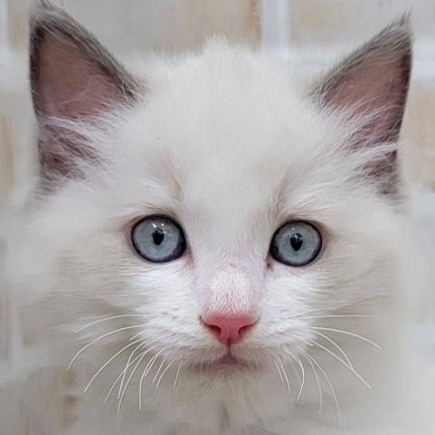 秋田県のラグドール (ペットアミ 大曲店/2025年10月10日生まれ/男の子/ブルーポイントバイカラー)の子猫