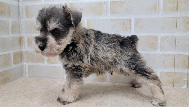 秋田県のミニチュアシュナウザー (ペットアミ 大曲店/2025年9月27日生まれ/男の子/ソルトペッパー)の子犬の3枚目の画像