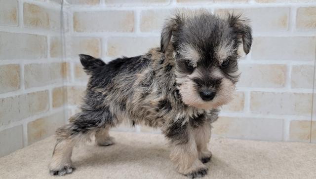 秋田県のミニチュアシュナウザー (ペットアミ 大曲店/2025年9月27日生まれ/男の子/ソルトペッパー)の子犬の4枚目の画像