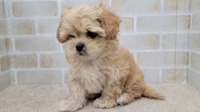 秋田県のペキプー(ペキニーズ×プードル) (ペットアミ 大曲店/2025年9月27日生まれ/男の子/フォーンフォーン&ホワイト)の子犬の3枚目の画像