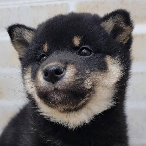 秋田県の柴犬(標準サイズ) (ペットアミ 大曲店/2025年10月11日生まれ/女の子/黒)の子犬