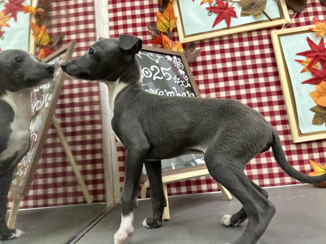 イタリアングレーハウンド